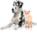 Pet Health Insurance